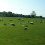 Irland Schafweide