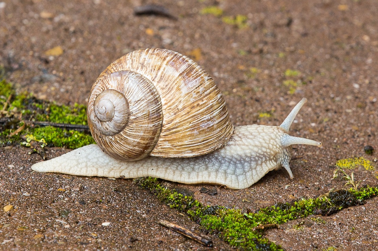 Schnecke