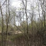 Hambacher Forst - vorher