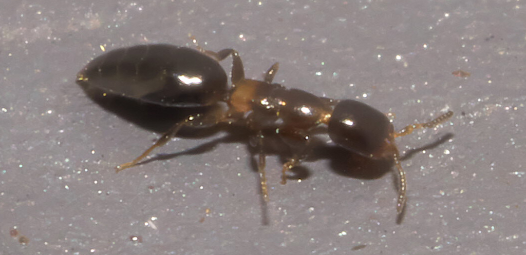 vSklerodermie , Überfamilie: Kuckuck Wespen