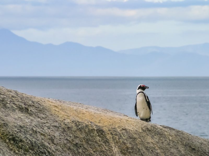 Einsamer Pinguin