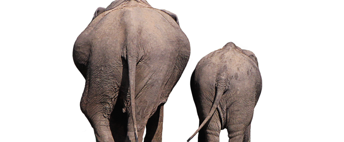 Elephanten