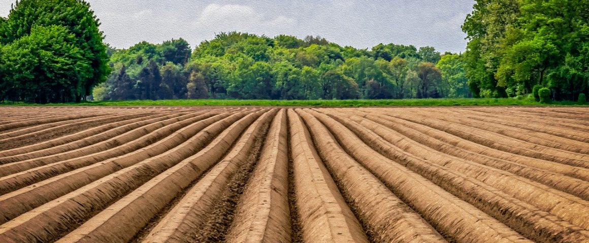 Wer Den Spargel Stechen Soll Blog Der Republik
