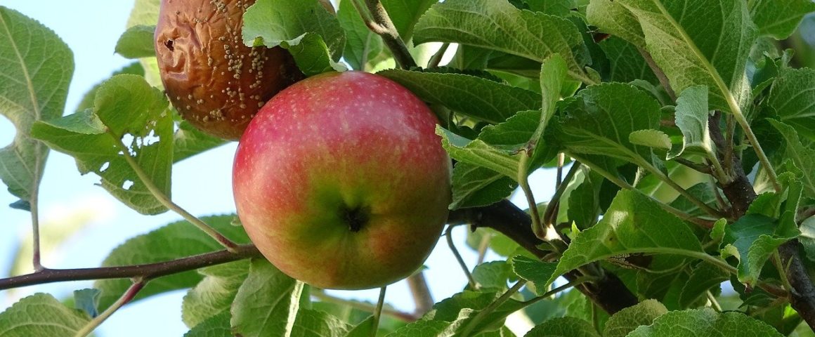 Fauler Apfel