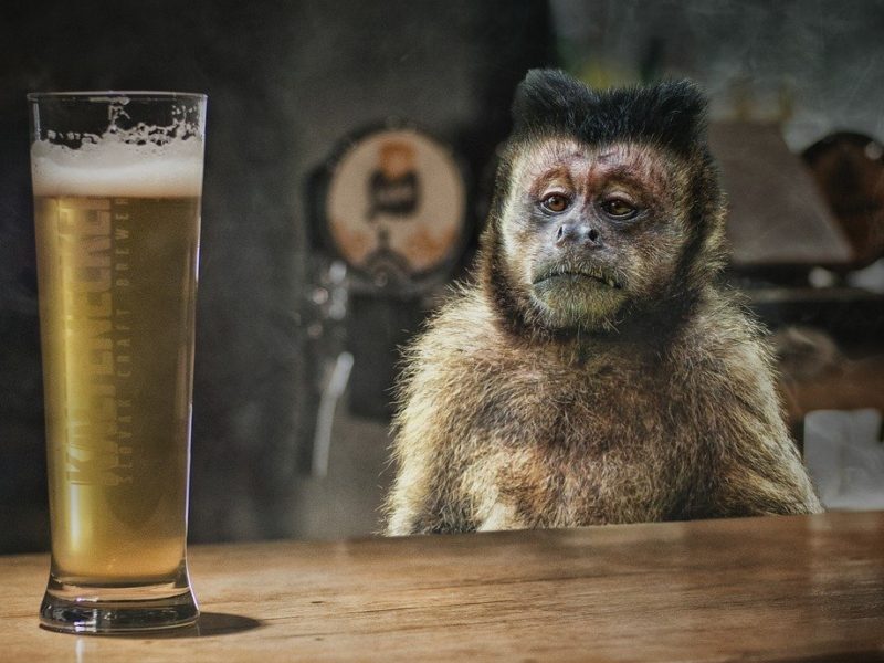 Affe mit Bier