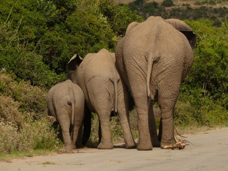 Drei Elefanten