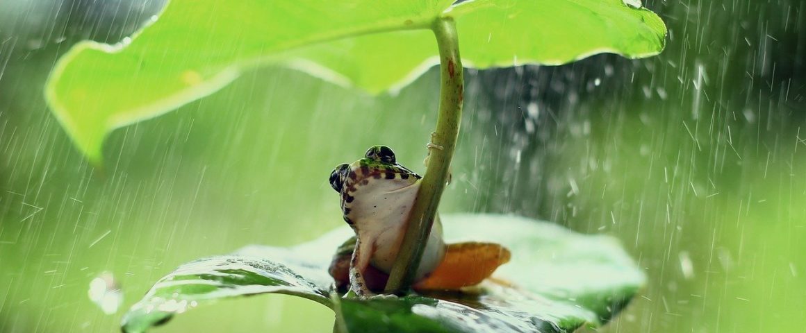 Frosch unter einem Blatt