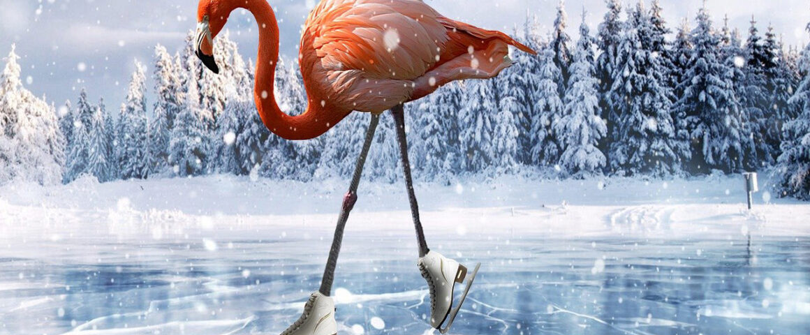 Eislaufender Flamingo
