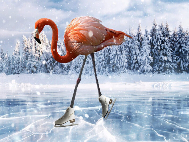 Eislaufender Flamingo