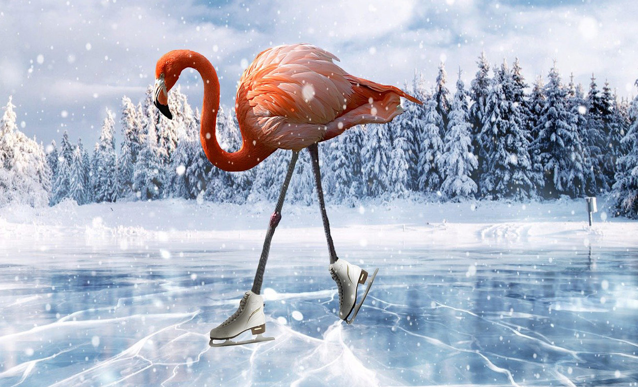 Eislaufender Flamingo