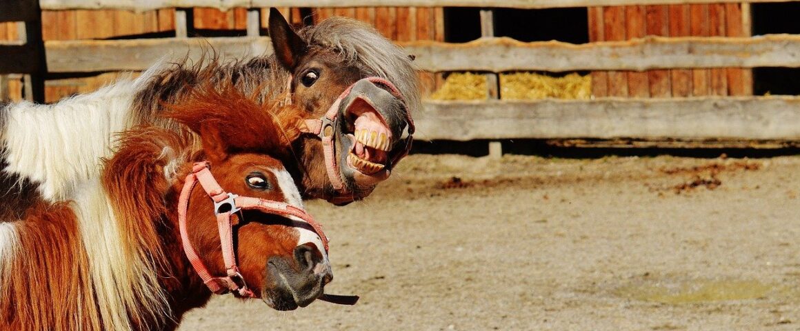 Lachende Pferde