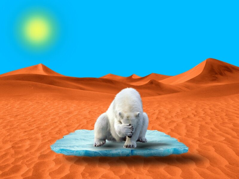 Eisbär auf Eisscholle in der Wüste - Symbolbild Klimakrise