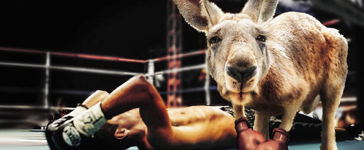 Boxendes Känguru mit liegendem Boxer