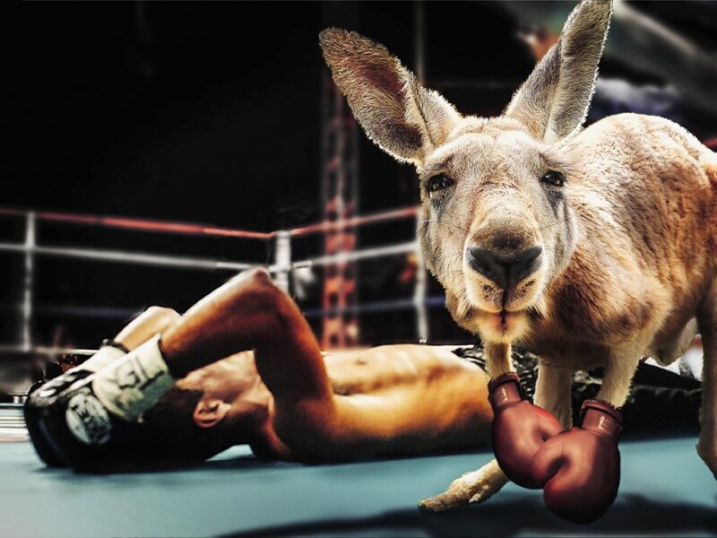 Boxendes Känguru mit liegendem Boxer
