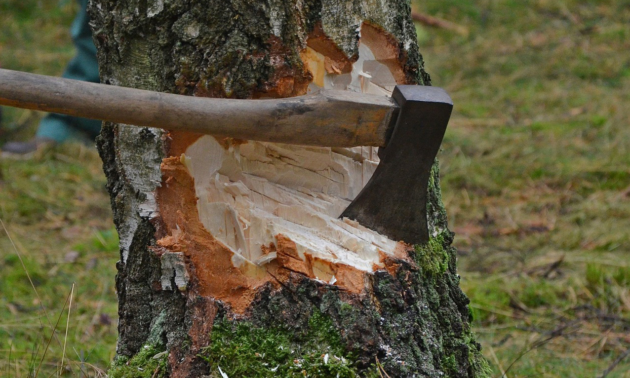 Symbolbild "Baumfällen"