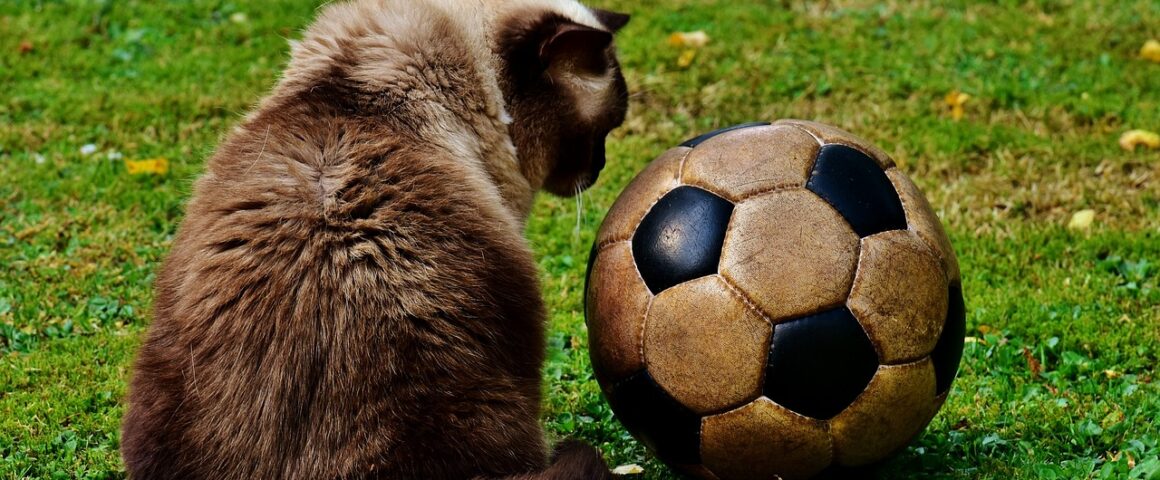 Katze mit Fußball