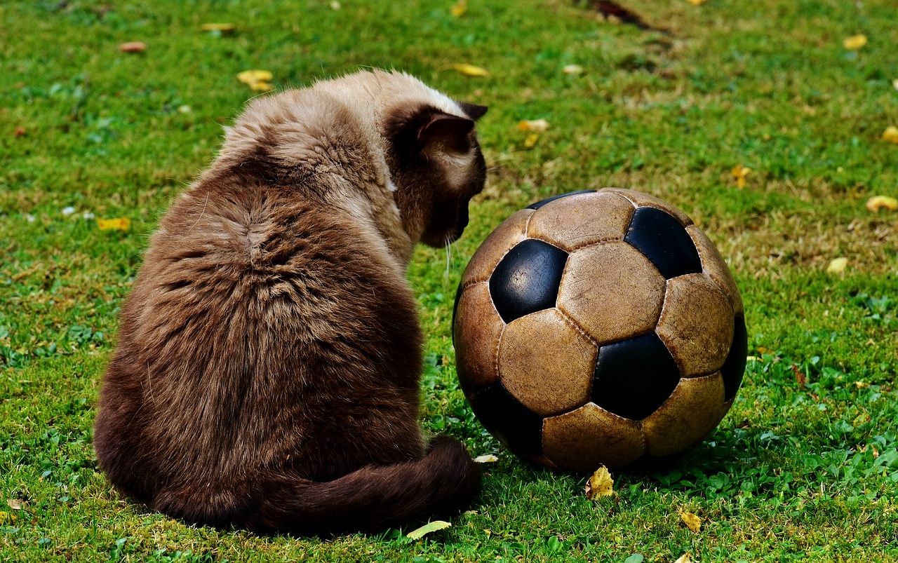 Katze mit Fußball
