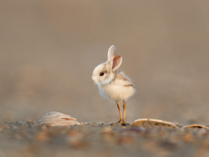 Per Gentechnik manipuliertes Tier: Vogel, Kaninchen, Hase (Symbolbild).