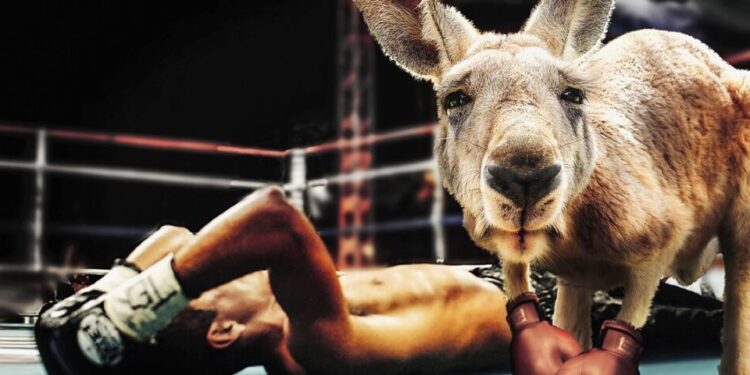 Känguru im Boxring