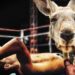 Känguru im Boxring