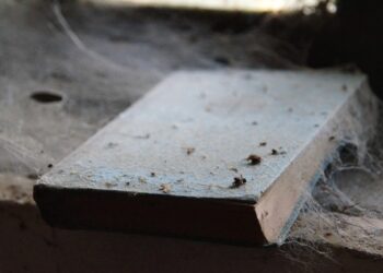 Buch unter Spinnennetz