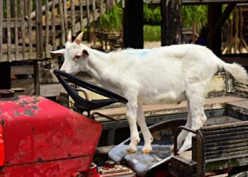Ziege auf kleinem Traktor