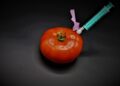 Tomate mit Injektion, Symbolbild "Gentechnologie"