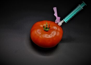 Tomate mit Injektion, Symbolbild "Gentechnologie"
