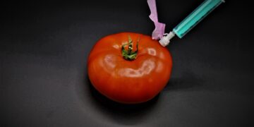 Tomate mit Injektion, Symbolbild "Gentechnologie"