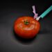 Tomate mit Injektion, Symbolbild "Gentechnologie"