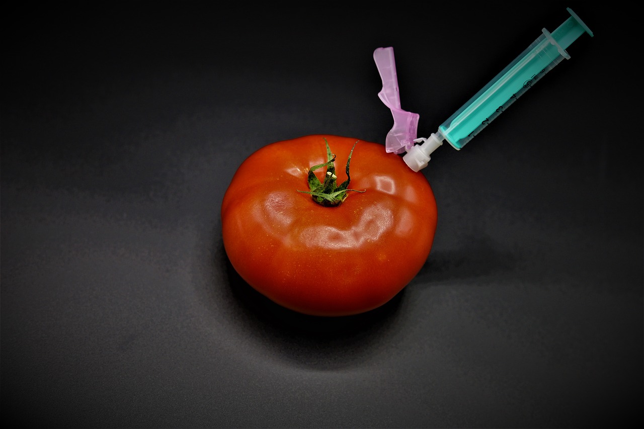Tomate mit Injektion, Symbolbild "Gentechnologie"