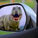 Dinosaurier, großformatig im Auto-Seitenspiegel
