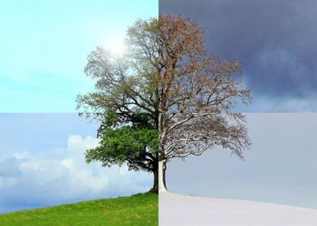 Baum in den vier Jahreszeiten, Collage