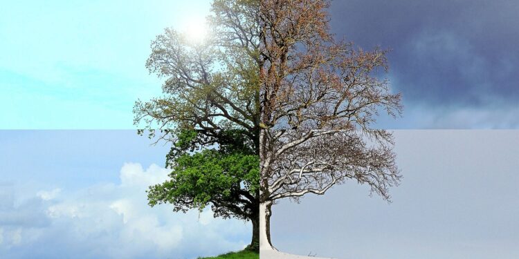 Baum in den vier Jahreszeiten, Collage