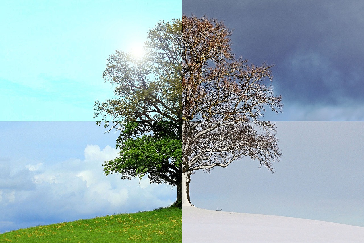 Baum in den vier Jahreszeiten, Collage