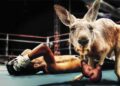 Boxendes Känguru mit am Boden liegenden Boxer