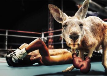 Boxendes Känguru mit am Boden liegenden Boxer