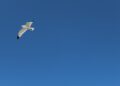 Taube vor blauen Himmel