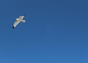 Taube vor blauen Himmel