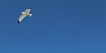 Taube vor blauen Himmel