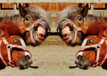 vier flehmende Pferde, Symbolbild für "verrückt"