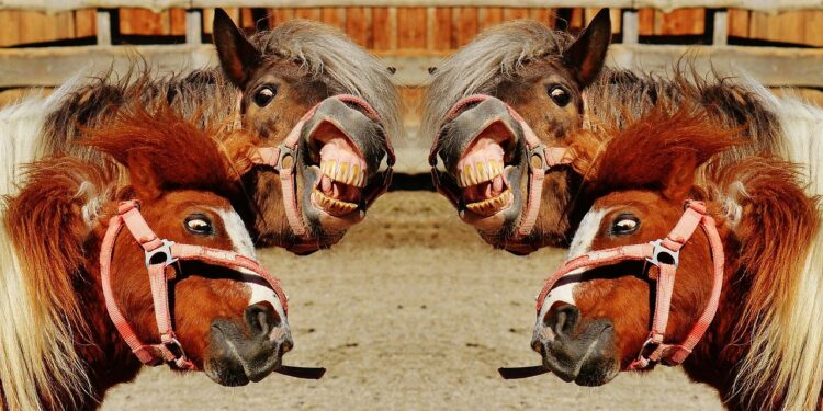 vier flehmende Pferde, Symbolbild für "verrückt"