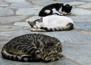 Drei schlafende Katzen