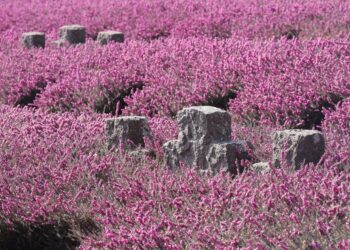 Kriegsgräber mit Erikapflanzen überwiachsen