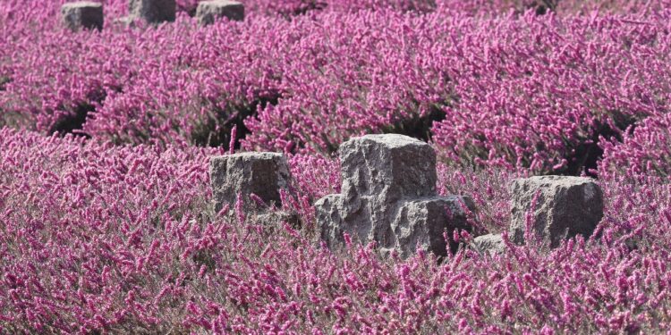 Kriegsgräber mit Erikapflanzen überwiachsen