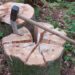 Axt und gespaltener Baumstumpf