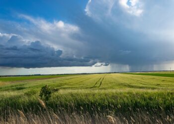 Sturmwolken über Weizenfeld
