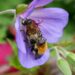 Bienen