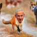 Netanjahu als Fuchs, von anderen Füchsen gejagt