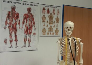 Skelett vor medizinischem Wandbild